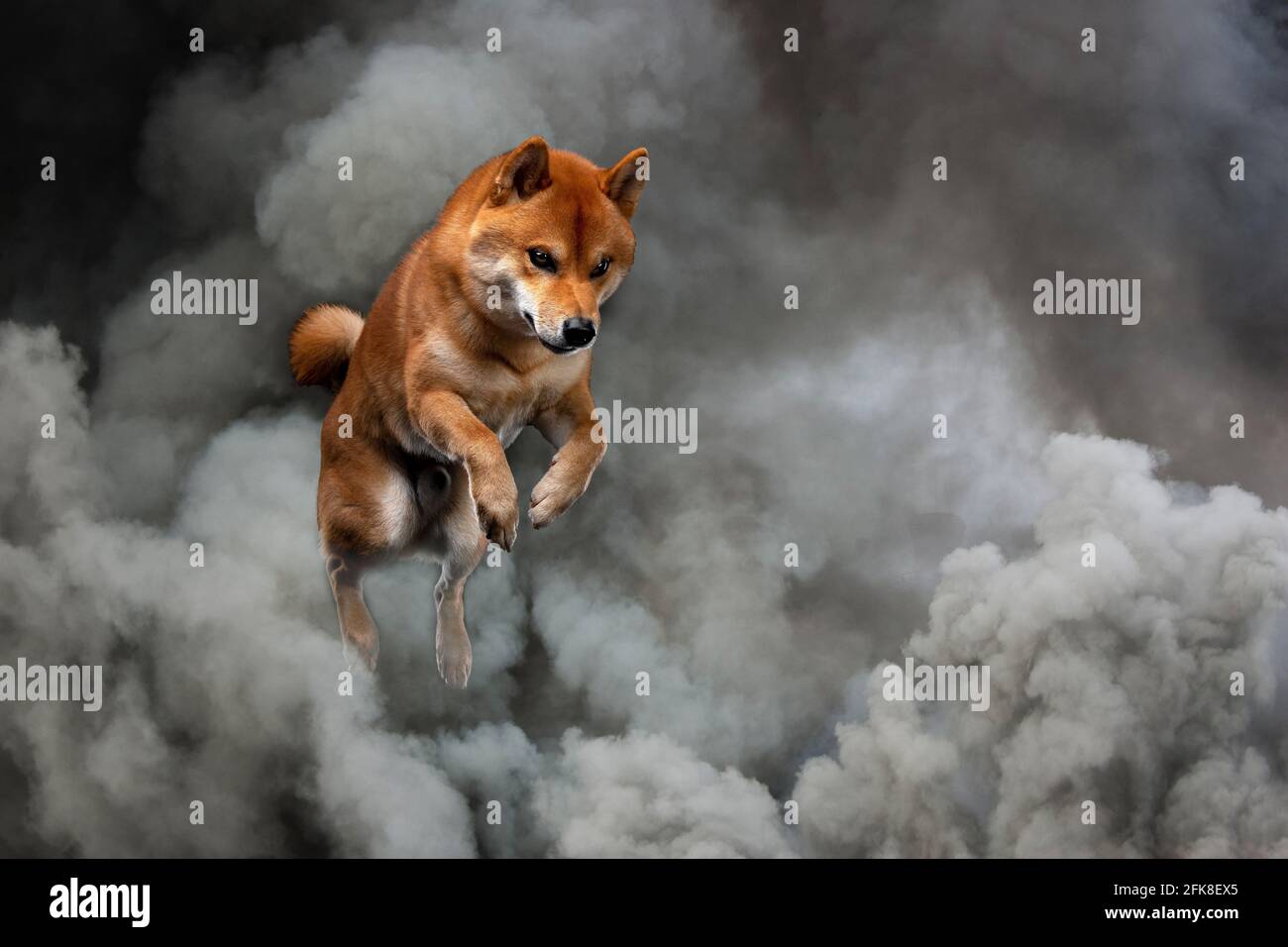 red shiba inu cane giapponese in studio Foto Stock