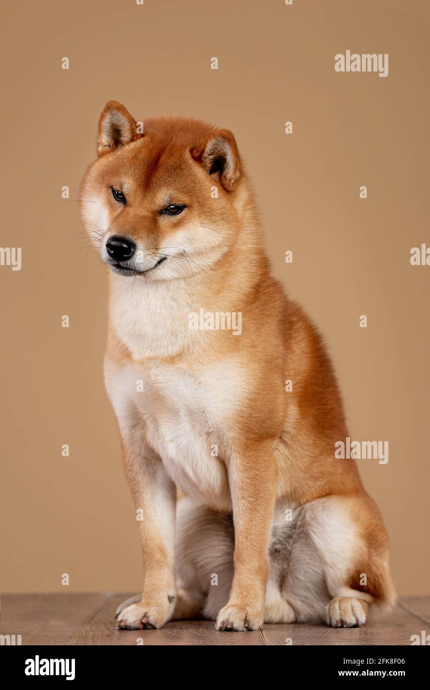 red shiba inu cane giapponese in studio Foto Stock