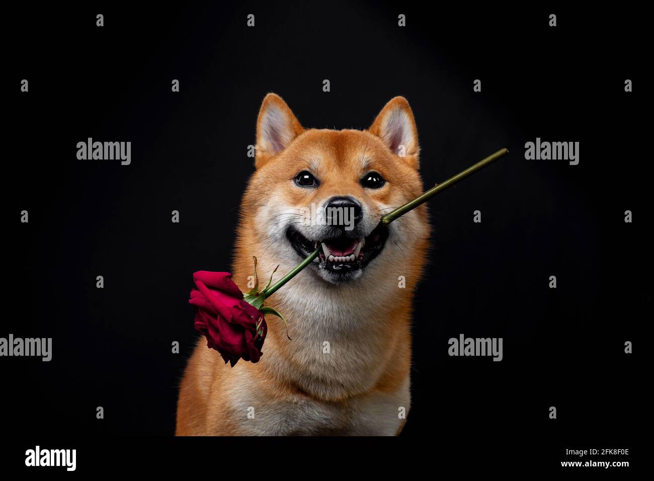 red shiba inu cane giapponese in studio Foto Stock