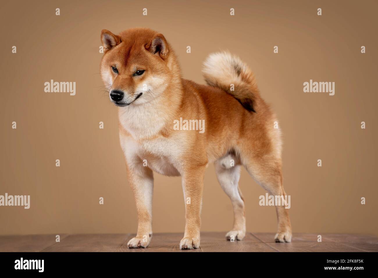 red shiba inu cane giapponese in studio Foto Stock