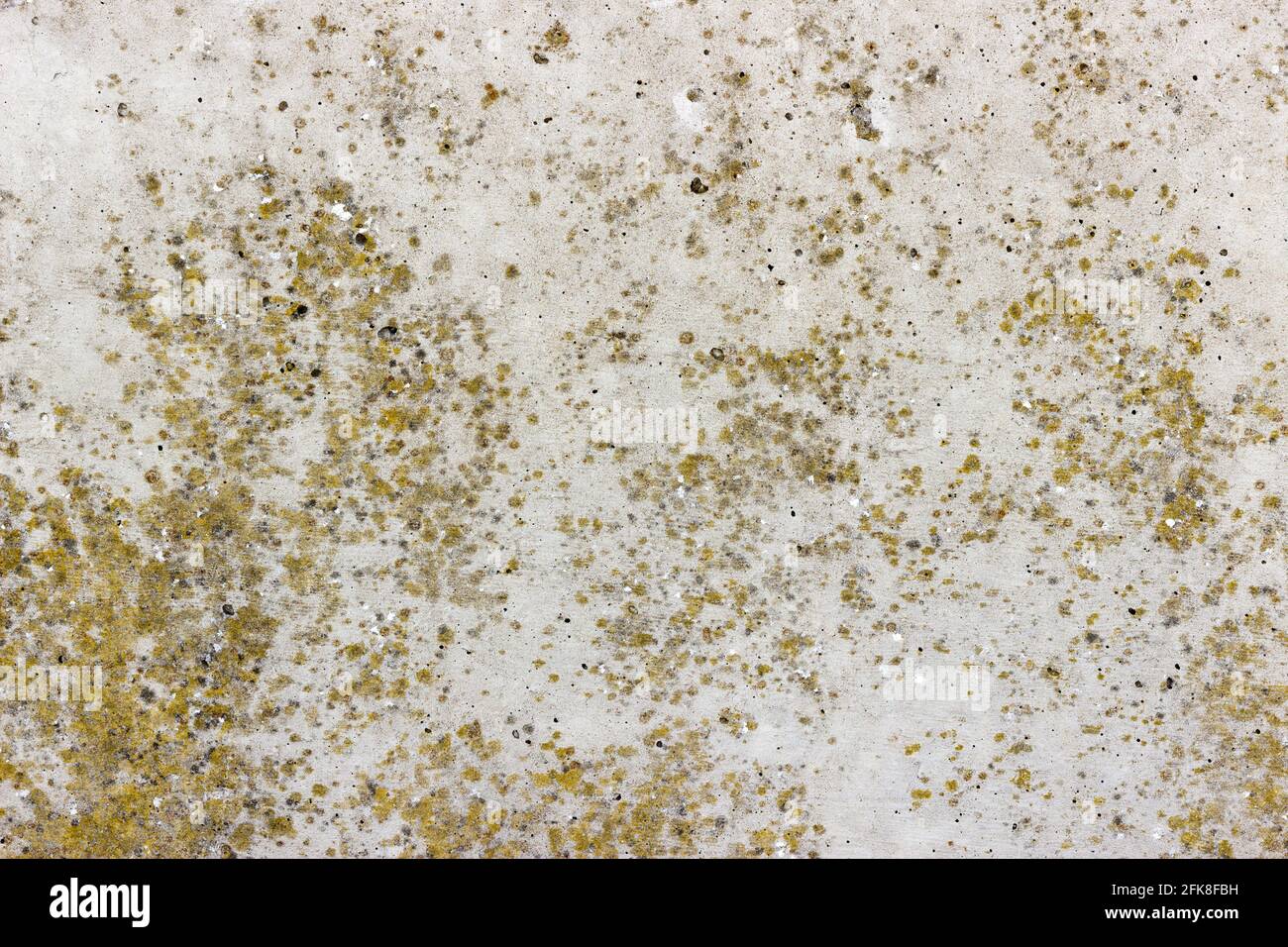 Una superficie piana di cemento grigio con macchie gialle di lichene Foto Stock