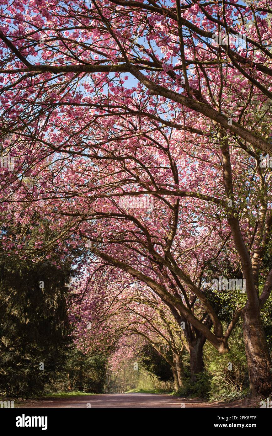 Bel viale di ciliegio nel parco. Foto Stock