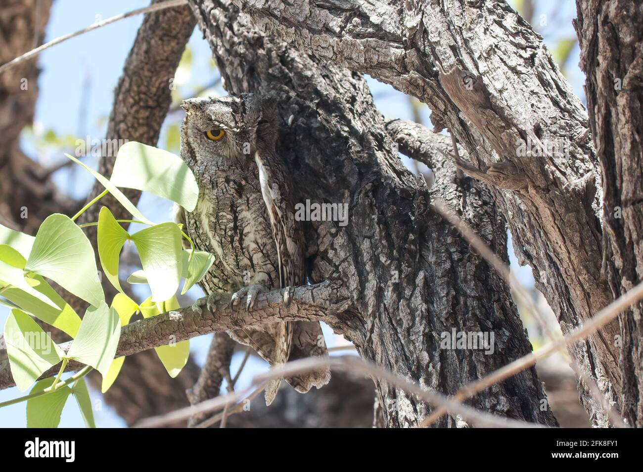Da un'angolazione diversa, è molto più chiaro dove il gufo si nascondeva. ETOSHA NATIONAL PARK, NAMIBIA: SI può individuare il gufo camuffato abilmente nascosto ag Foto Stock