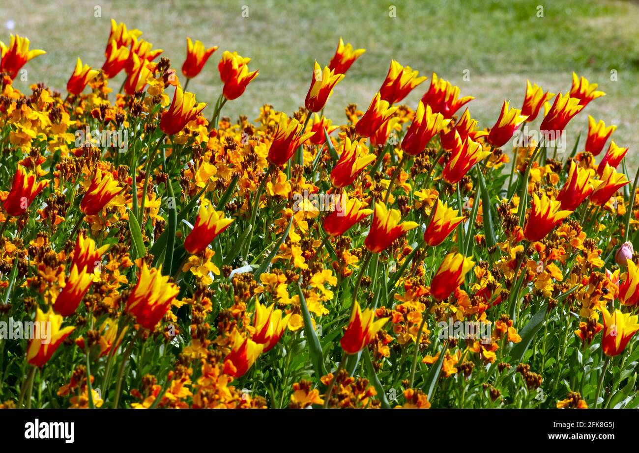 Tulipano Fire Wing Foto Stock