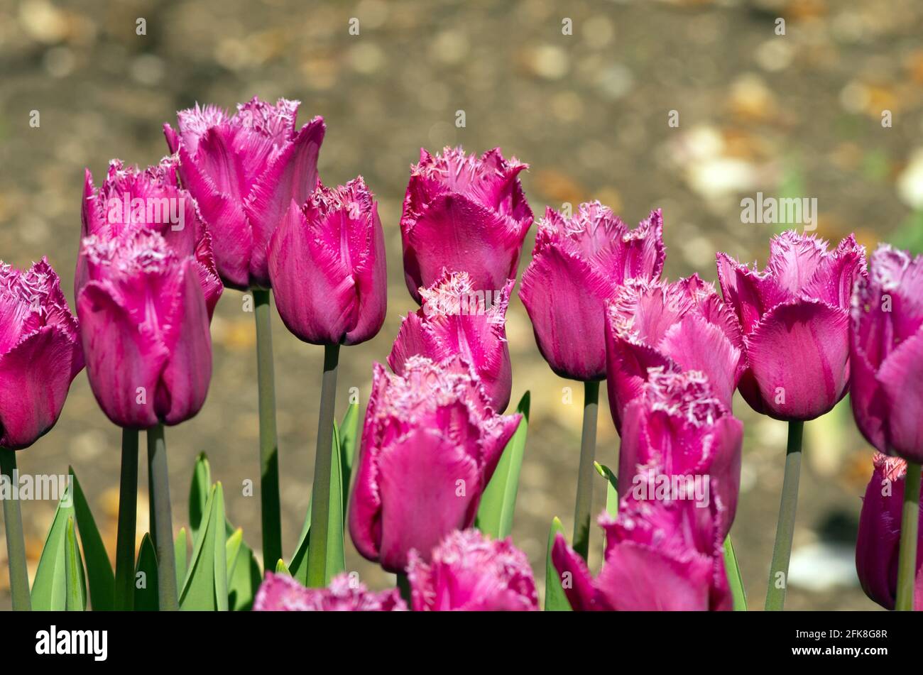 Tulip Louvre Foto Stock