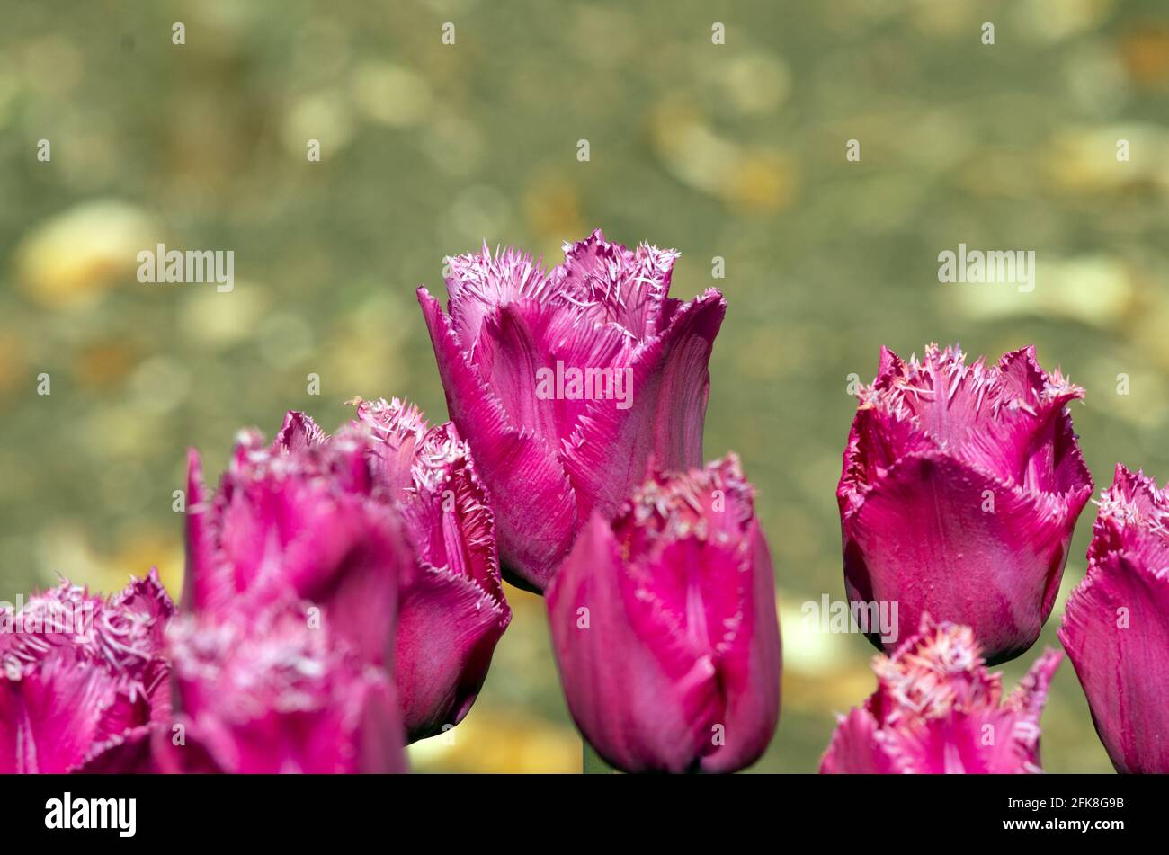 Tulip Louvre Foto Stock