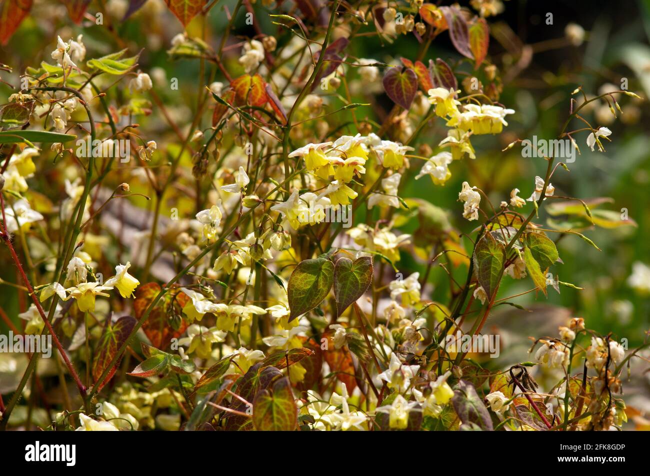 Epimedium × versicolor 'sulphureum' Foto Stock