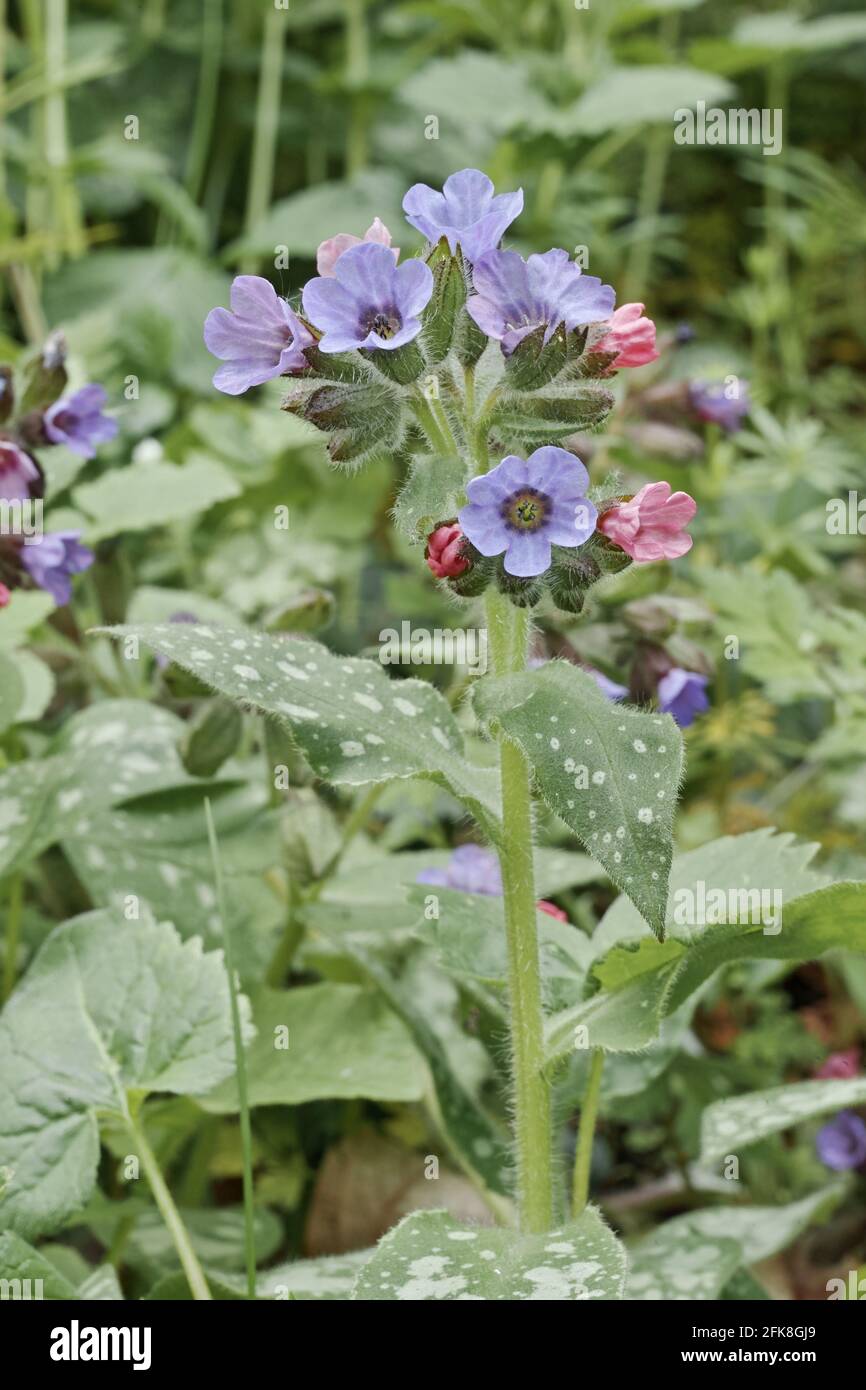 Fiori e foglie di pianta di cowslip di gerusalemme, Pulmonaria officinalis, Boraginaceae Foto Stock