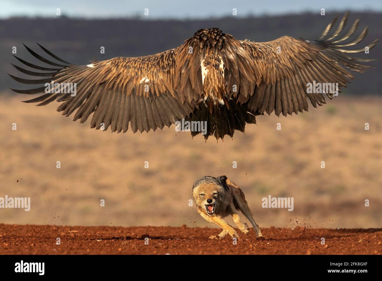 Gli avvoltoi si gonfiano per cercare di rubare dai jackals. Zimanga PRIVATE GAME RESERVE, SUDAFRICA: VEDI il momento in cui tre jackals hanno avuto un rottame DI DUE ORE Foto Stock