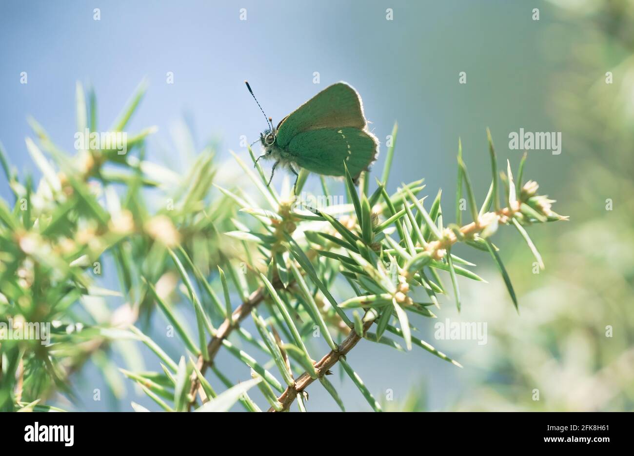 Felice scena primaverile con primo piano di verde farfalla hairstreak in una foresta sempreverde su un cespuglio di ginepro, Tirol, Austria Foto Stock