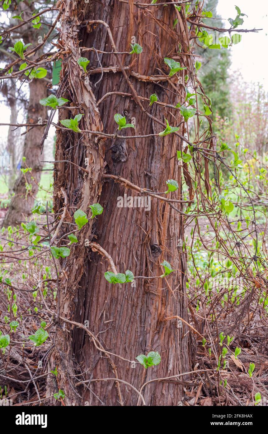 Ramo di Schisandra chinensis dell'Estremo Oriente che cresce su un grosso tronco. Foto Stock