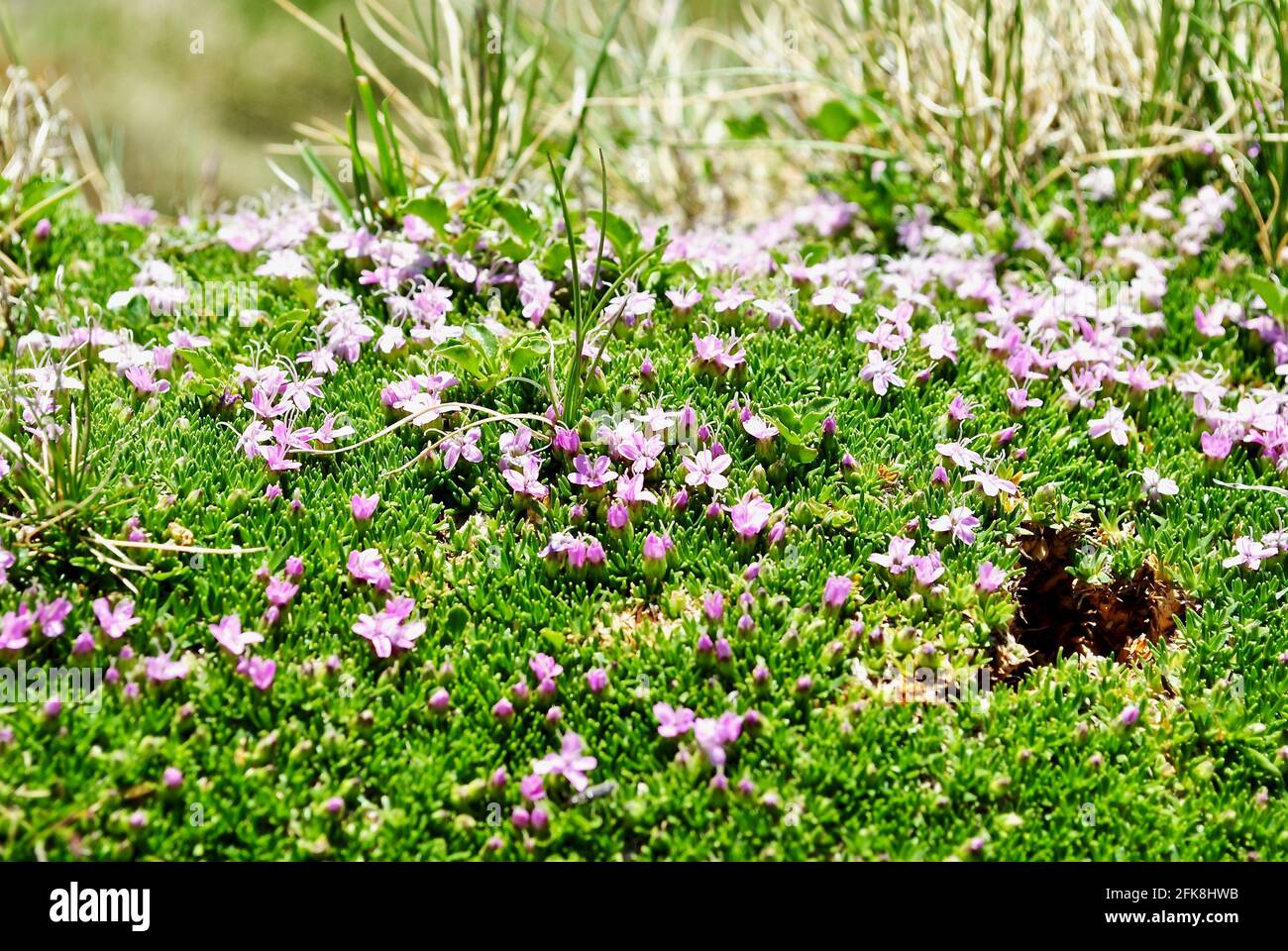 Fiore Silene acaulis, conosciuto come muschio campion o rosa cuscino, è un piccolo fiore selvatico che vive in montagna. Comune nell'artico. Parco nazionale di Hohe Tauern Foto Stock