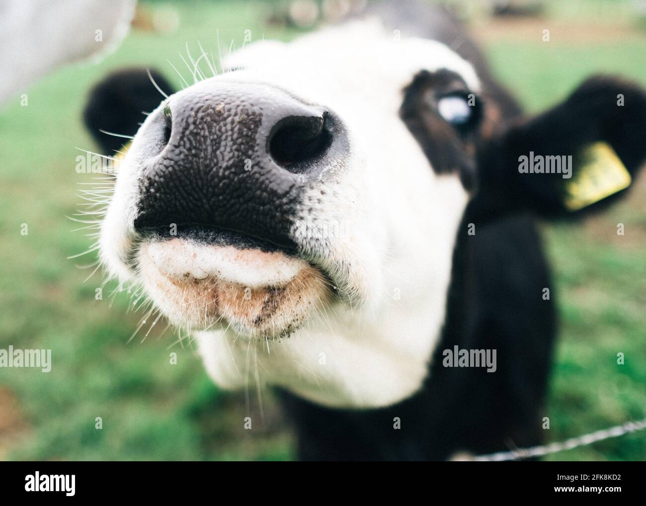 Curiosa mucca nel prato dei Paesi Bassi Foto Stock