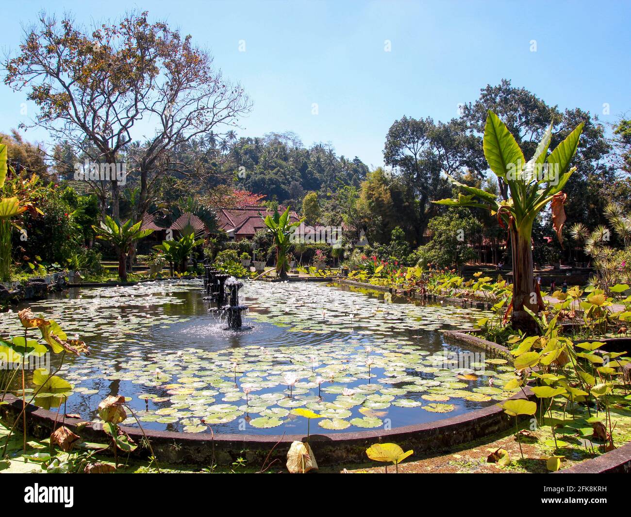 Fontane in un serbatoio ovale pieno di belle lilypads. Presso il Palazzo dell'acqua Tirta Gangga a Bali, Indonesia. Foto Stock