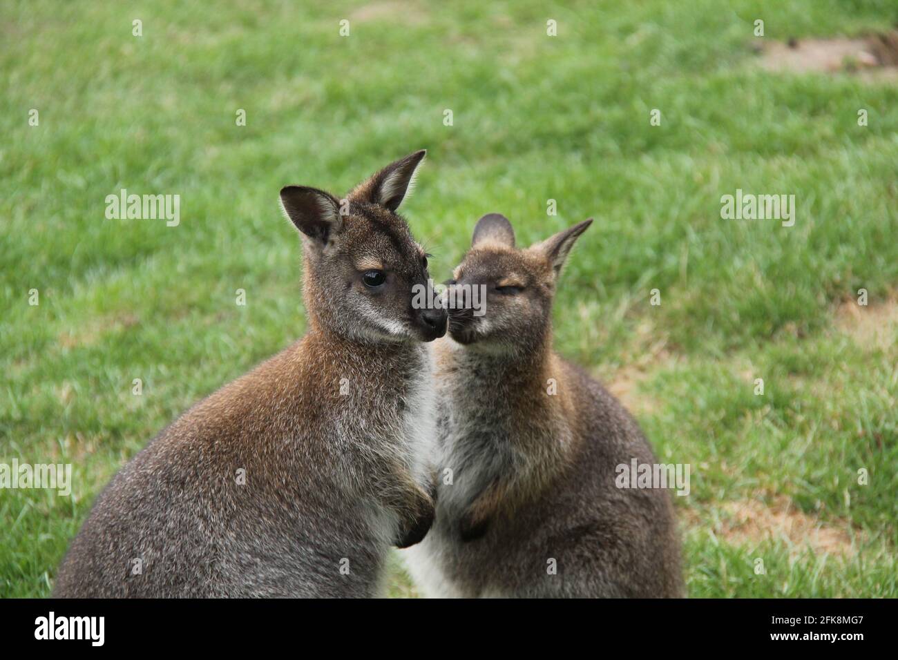 Un paio di animali molto carini Wallaby. Foto Stock