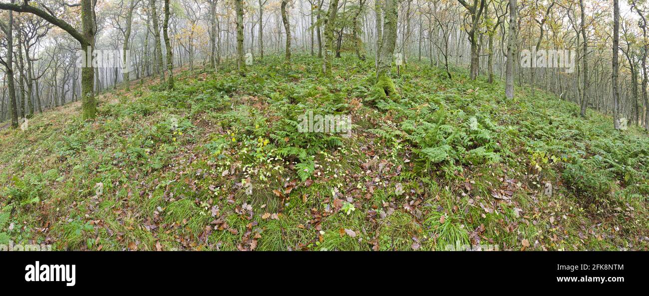 Una vista panoramica di un misty autunno Exmoor bosco vicino Malmsmead, Somerset, Regno Unito Foto Stock