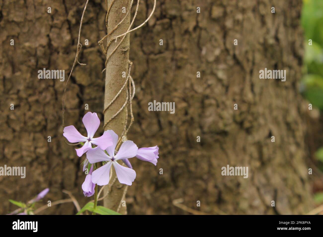 Flox di legno viola brillante su una vite, aprile Foto Stock