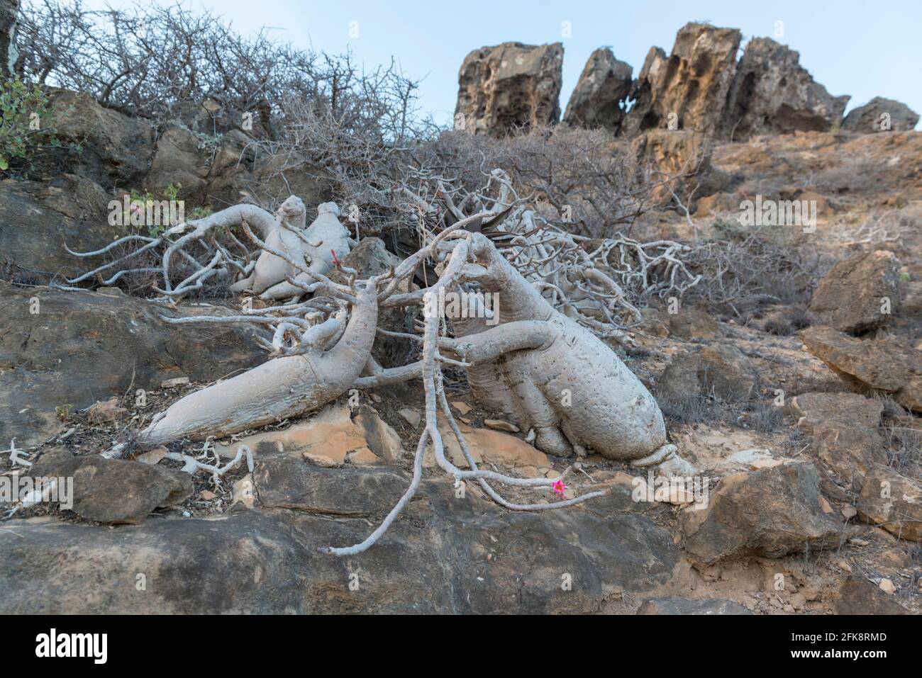 Rosa del deserto (adenium obesum) sulle rocce vicino alla spiaggia di Fazaya. Governatorato di Dhofar, Oman. Foto Stock