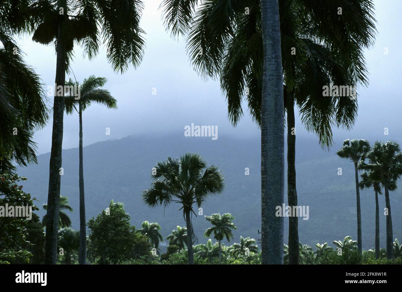 Dominikanische Republik, Palmenhain bei Tubagua Foto Stock