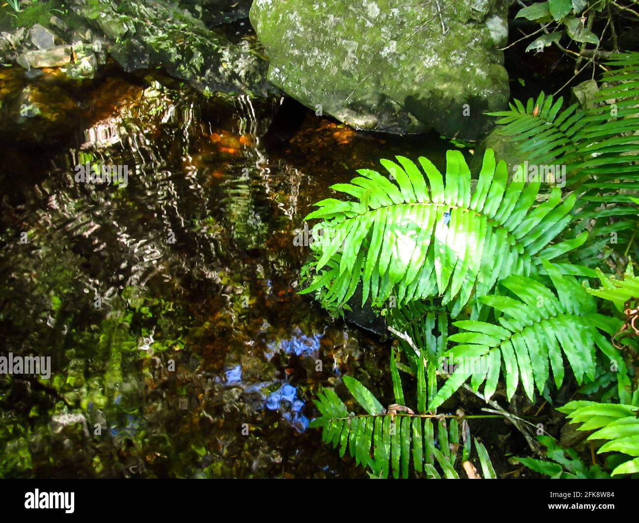 Lussureggianti, verdi, felci, che sovrastano un piccolo stagno della foresta, che riflette il baldacchino della foresta di Tsitsikamma in Sud Africa Foto Stock