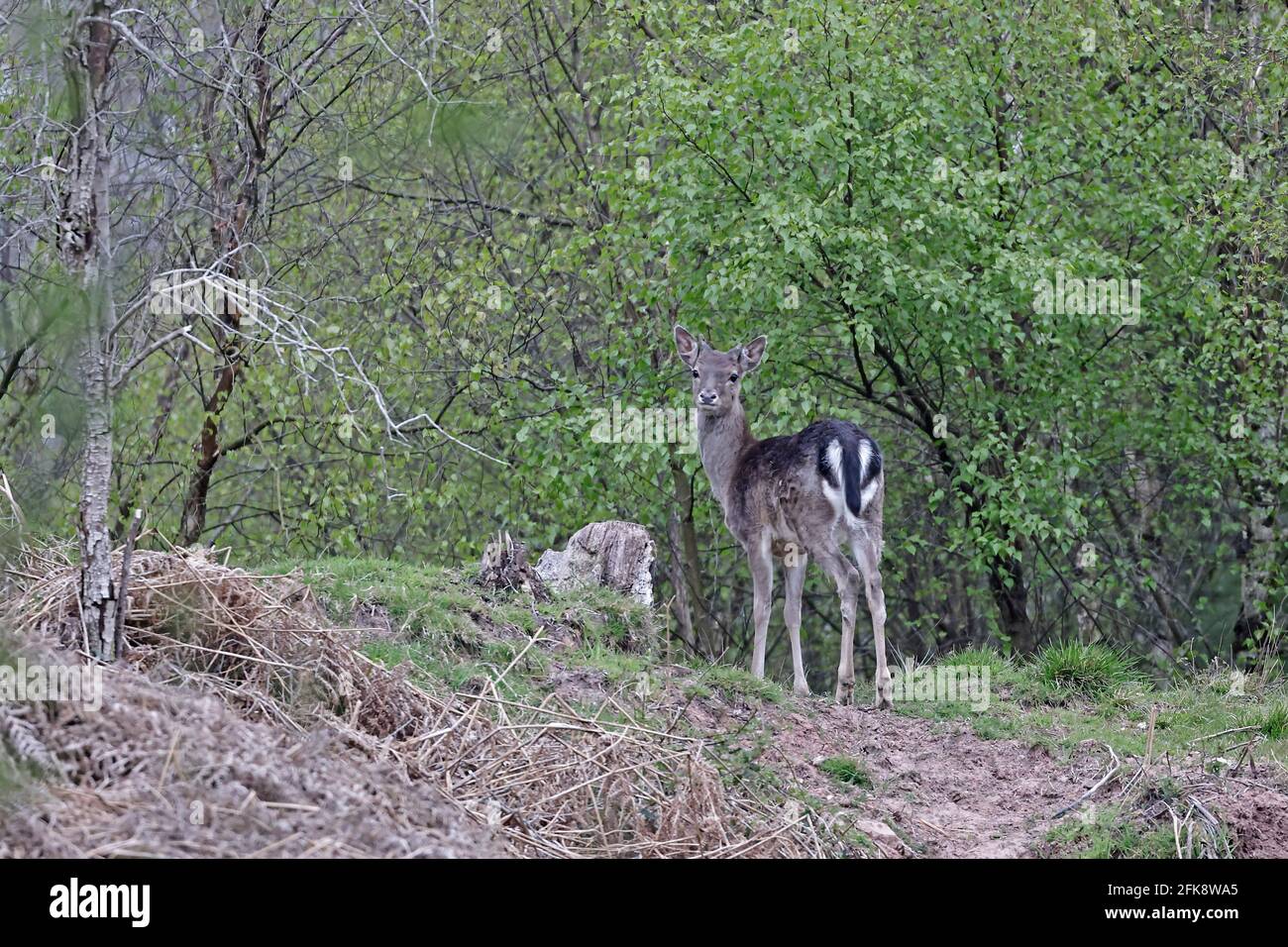 Maschio femmina Deer guardando sopra la sua foresta di spalla di Dean REGNO UNITO Foto Stock
