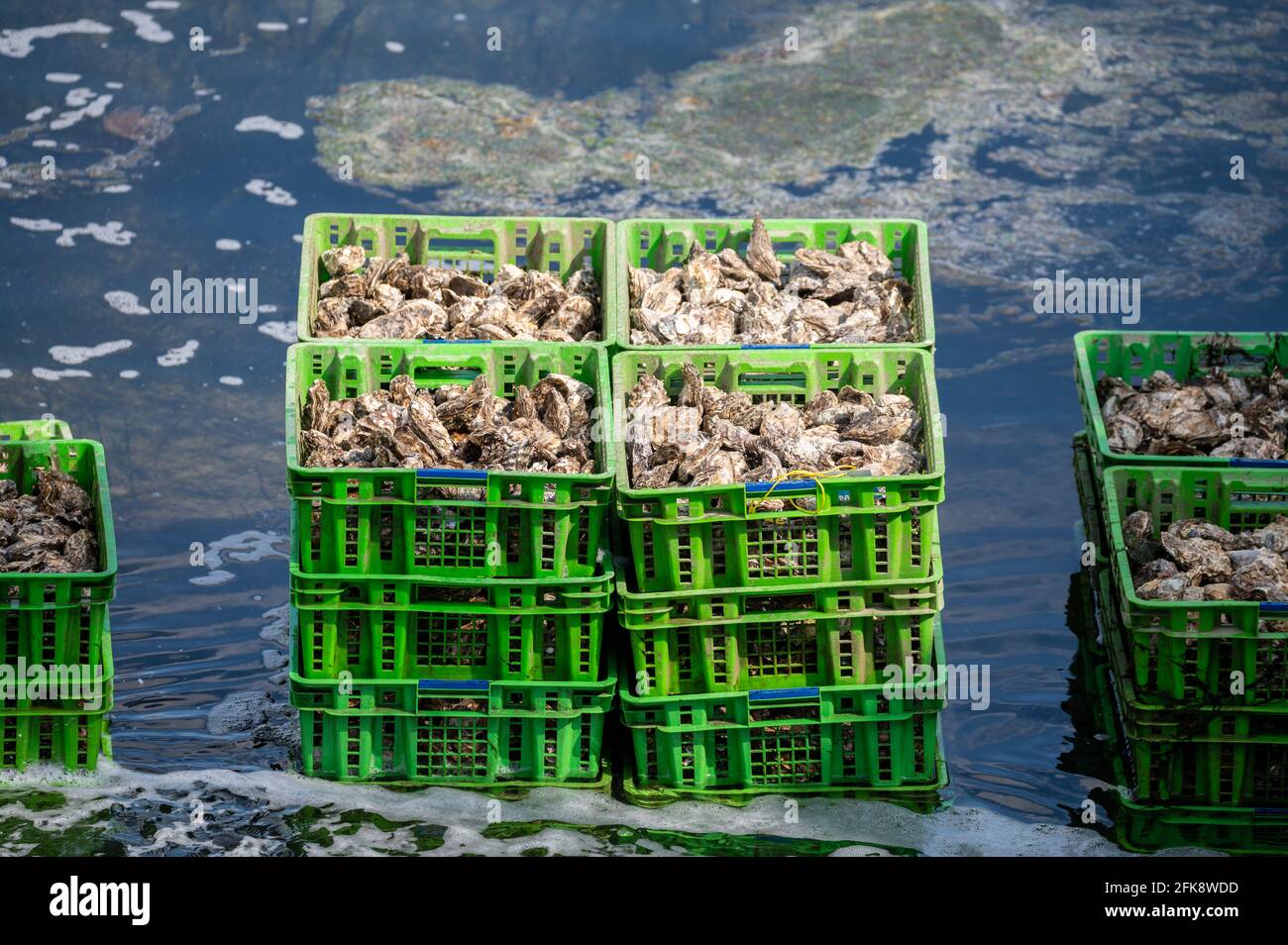 Sistemi di coltivazione di ostriche, mantenendo le ostriche in box di ostriche di cemento, dove sono immagazzinate in casse in acqua continuamente rinfrescata, ostriche fresche pronti Foto Stock