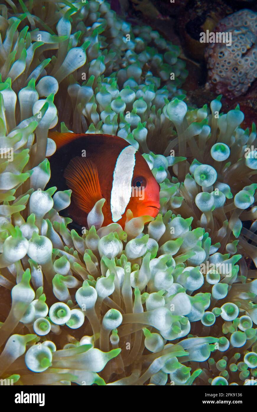 Anemonefish femminile di pomodoro (Amphiprion frenatus) su anemone a bolla, Palau, Micronesia Foto Stock