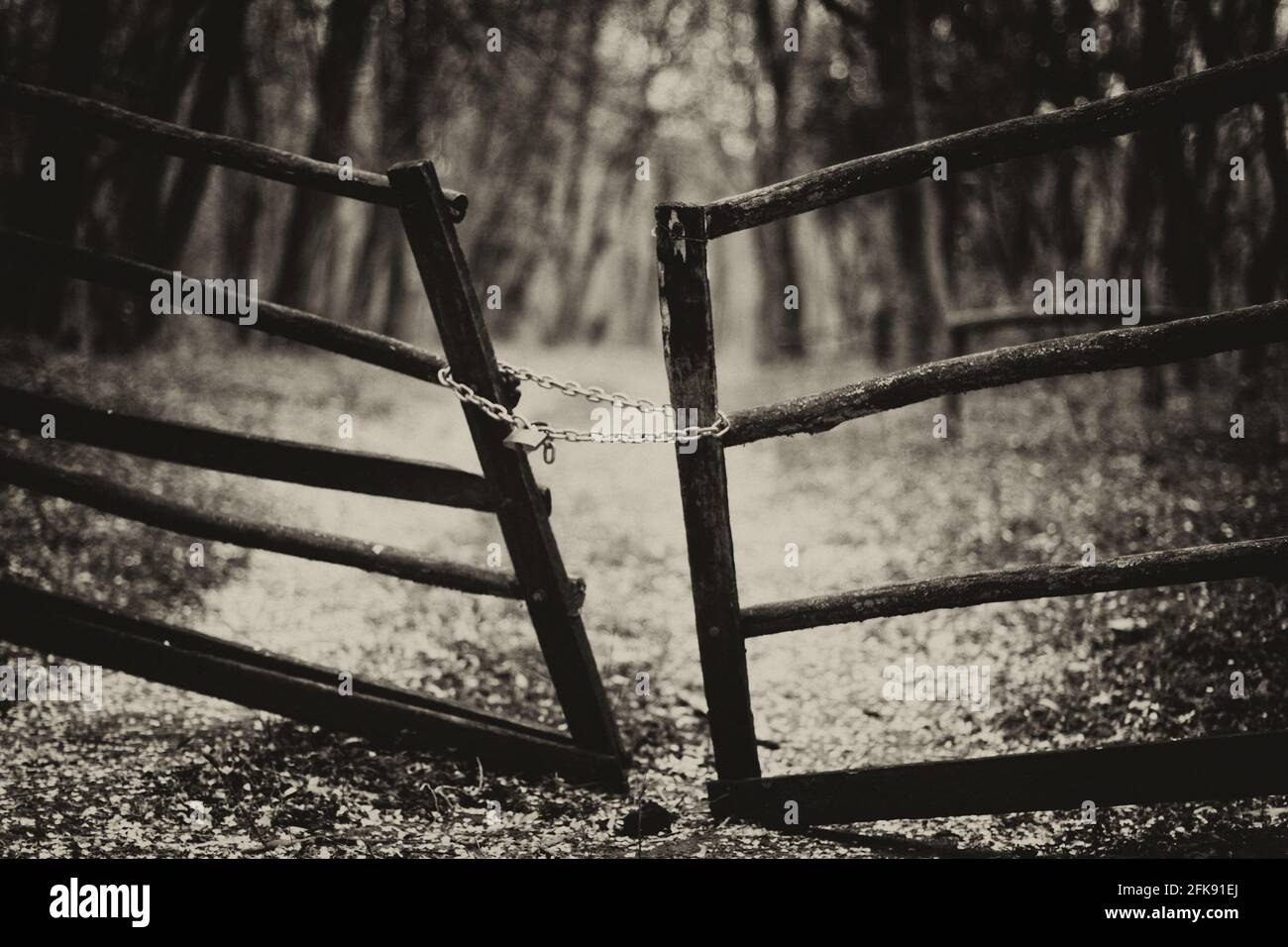 recinzione in legno con catena e lucchetto in una foresta mistica Foto Stock