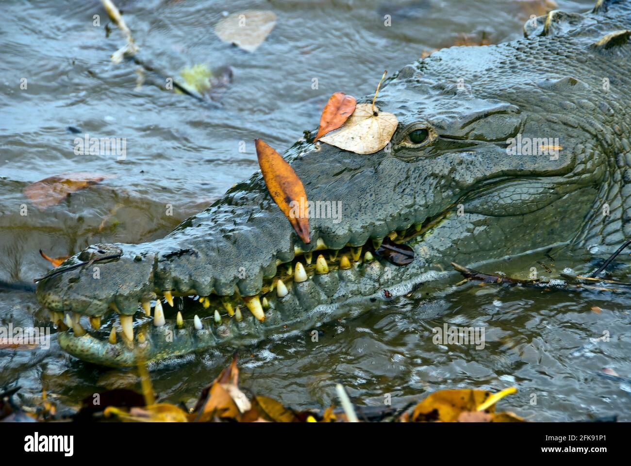 Primo piano di coccodrillo americano (coccodrillo acutus), isola di Coiba, Panama Foto Stock