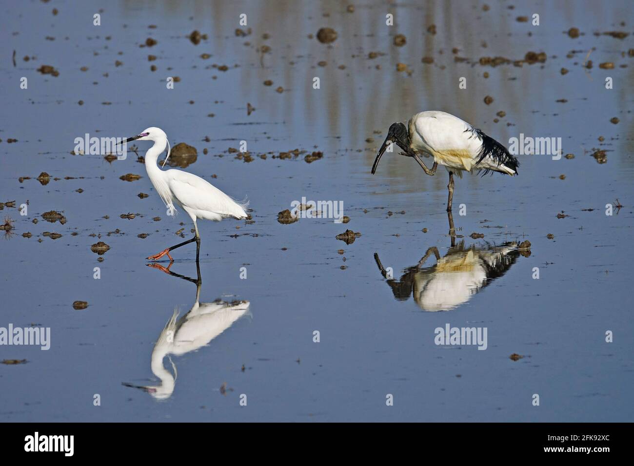 Ibis sacro africano e Little egret in un campo di riso. Uccello. Animali. Foto Stock