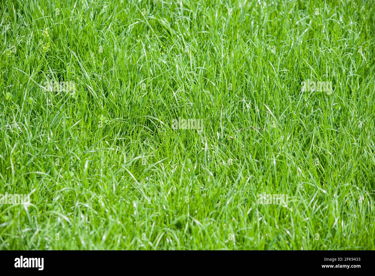 sfondo verde naturale per il giardino e lo sport Foto Stock