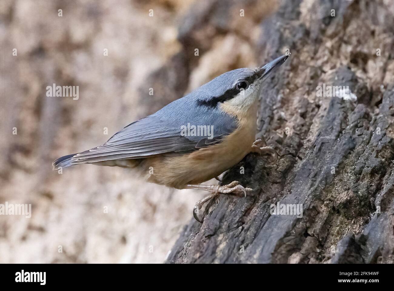 Nuthatch, Sitta europaea, primo piano di uccelli adulti nel bosco, Lackford Lakes Nature Reserve, Suffolk UK Foto Stock