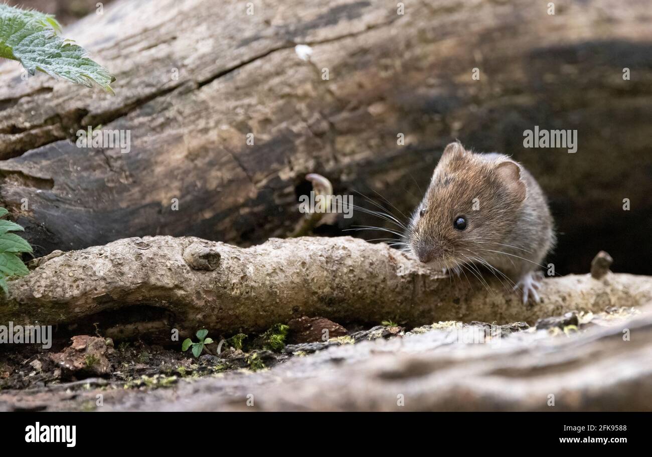 Vole UK - un singolo adulto banca vole in bosco, Lackford Lakes, parte di Suffolk Wildlife Trust, Suffolk Inghilterra UK Foto Stock