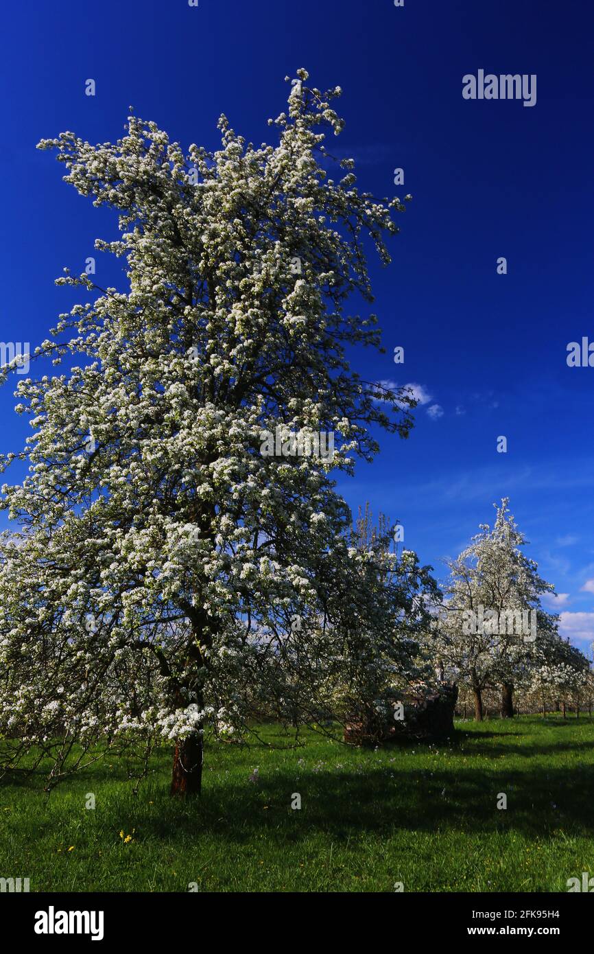 Kirschblüte und Frühling von Dienstleistungen im Bereich Wiesen der Walberla Foto Stock