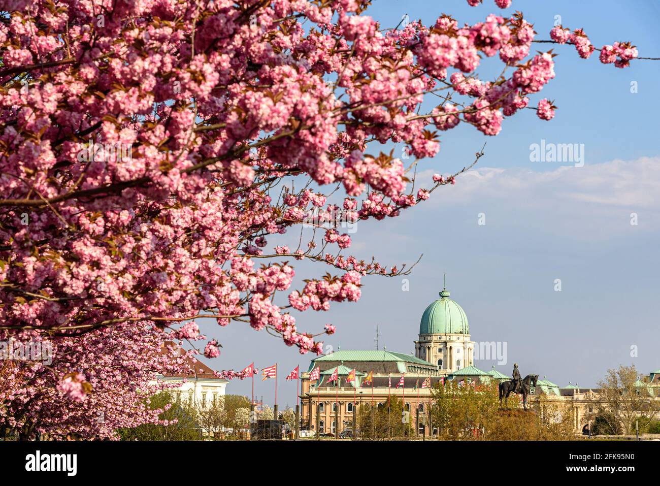 Fioritura dei ciliegi con la cupola del Palazzo reale Il quartiere del Castello di Buda Foto Stock