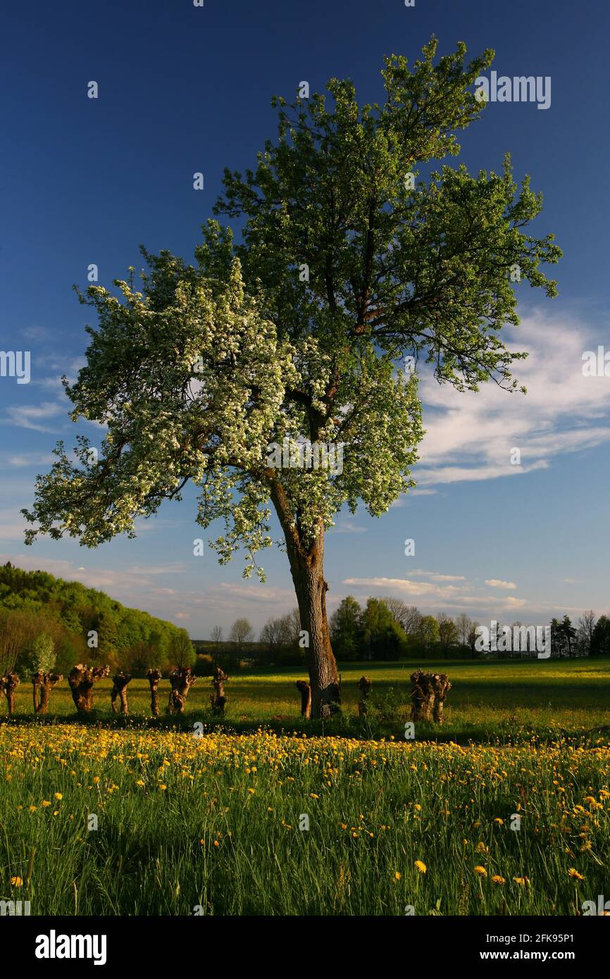 blühender Birnbaum in Weiter Landschaft Foto Stock
