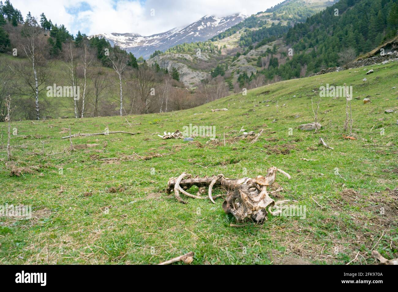 Scheletro di mucca morta in montagne paesaggio. Prato verde con ossa animali in decomposizione. Foto Stock