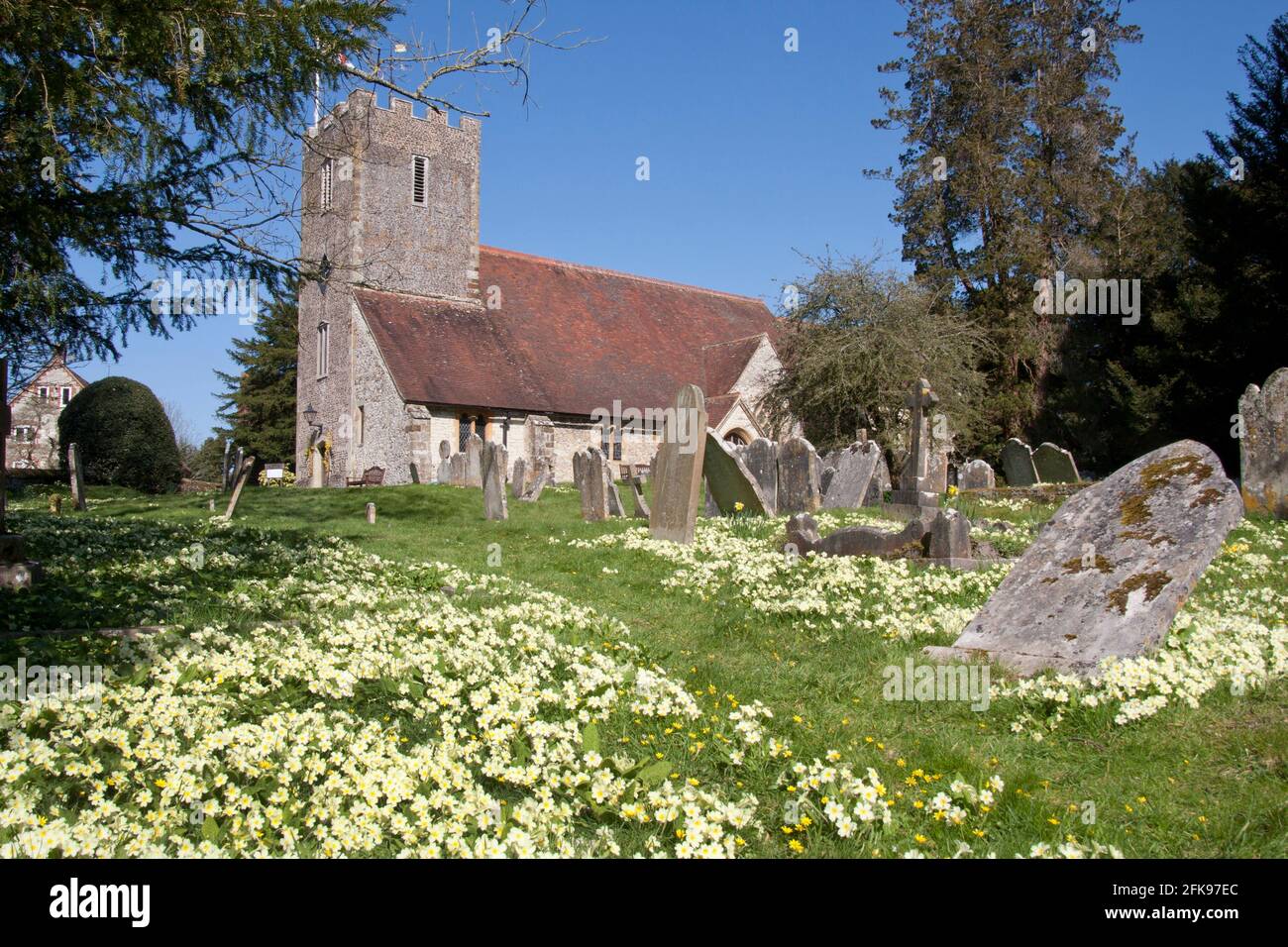 Chiesa parrocchiale di Santa Maria, Buriton, Petersfield, con la sua pletora di primulas, Hampshire, Inghilterra Foto Stock