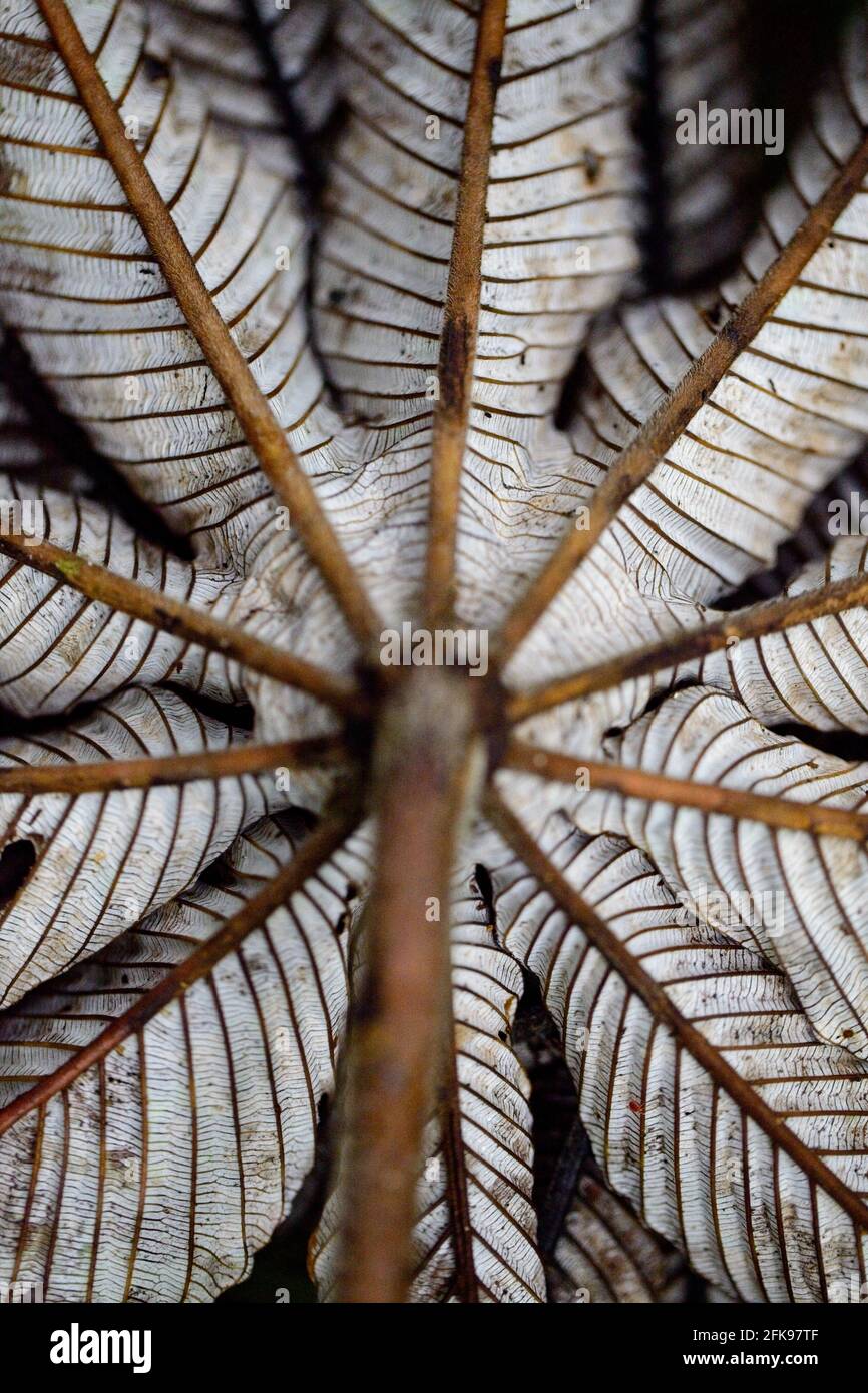 Primo piano di modelli e simmetria in natura, Costa Rica. Foto Stock