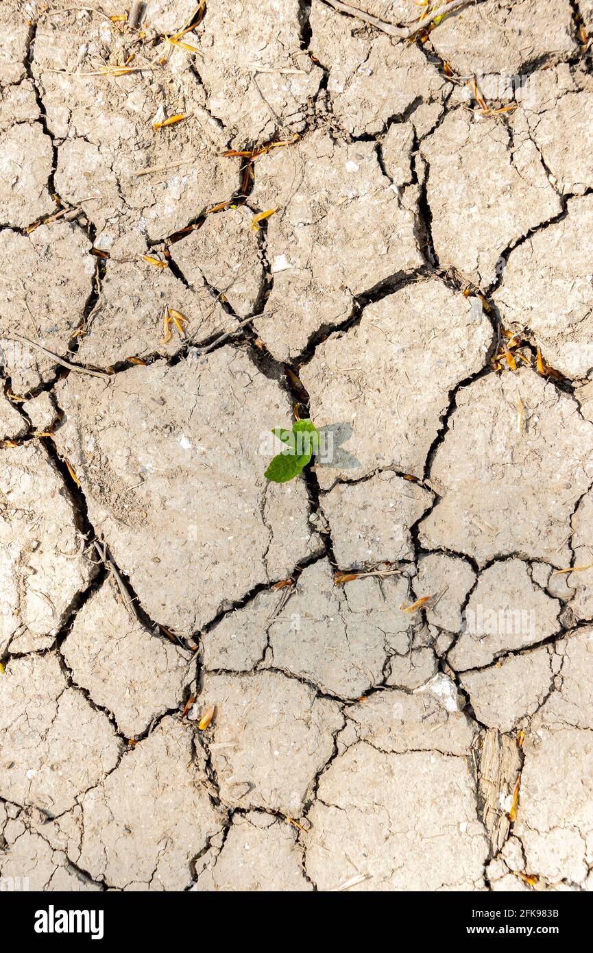 Terra secca e incrinata con piccole foglie verdi che germogliano attraverso una crepa. Foto Stock