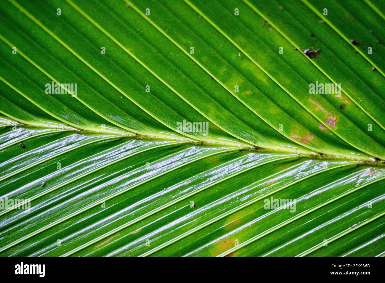 Macro shot di piante e simmetria in natura, Costa Rica. Foto Stock