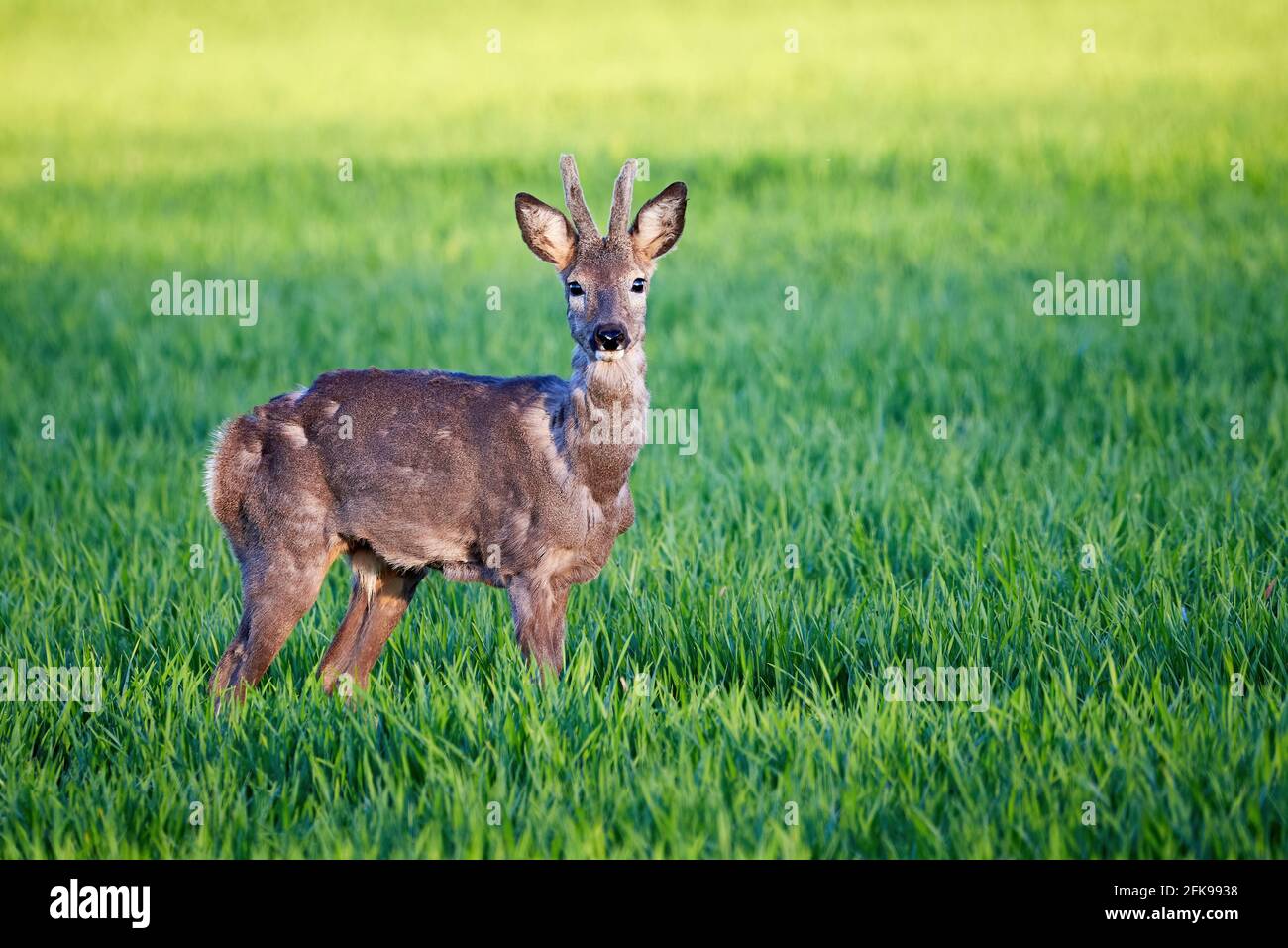 Capriolo maschio su un campo ( Capreolus capreolus ). ROE europeo Foto Stock