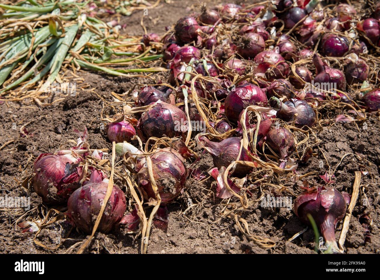 Mazzo di cipolle rosse nel settore agricolo. Foto Stock
