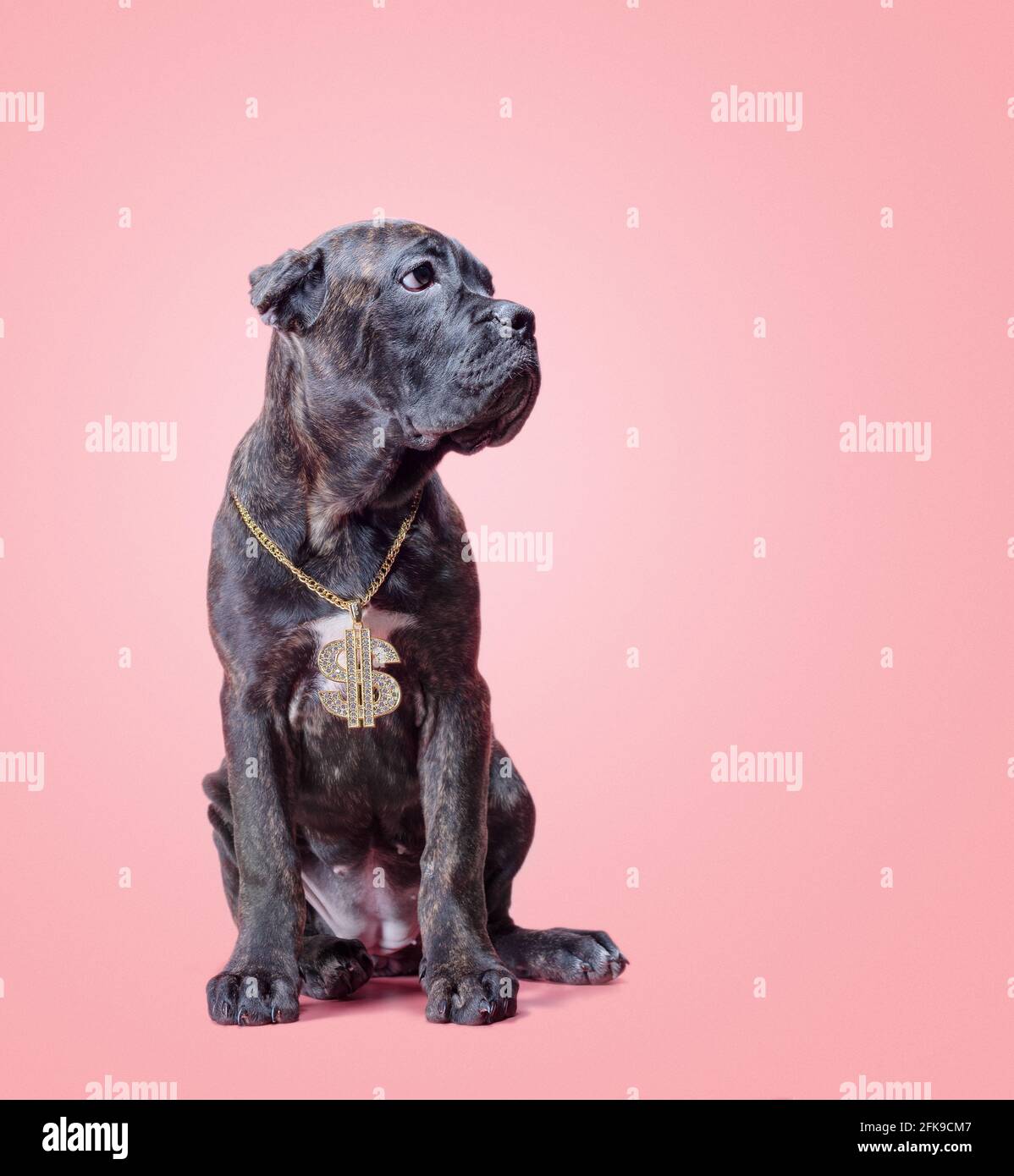un cucciolo di canna corso su uno sfondo colorato girato studio isolato Foto Stock