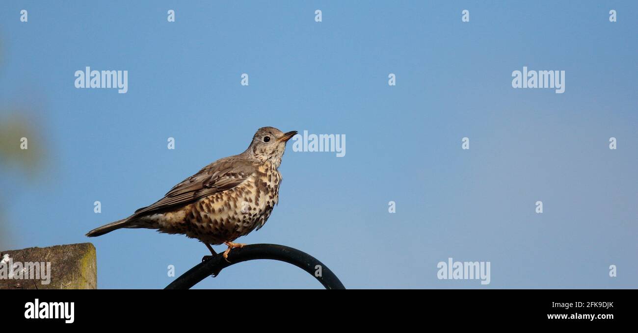 Tordela Foto Stock