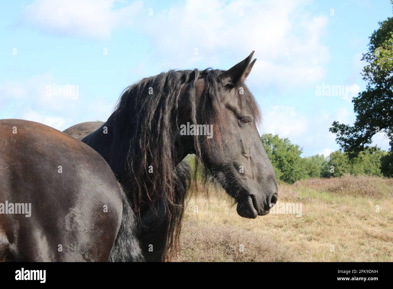 Pferd und Heidelandschaft. Cavallo nella brughiera Foto Stock