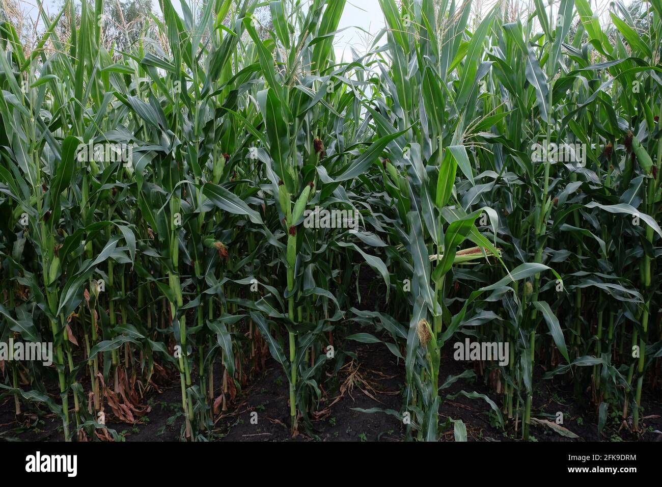 Gambi della pianta di mais, primo piano. Piante agricole in estate. Foto Stock