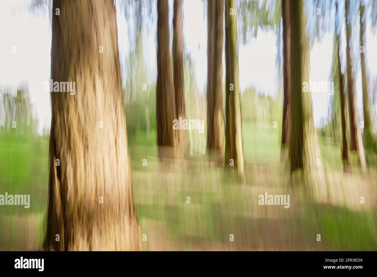 ICM (movimento intenzionale della telecamera) viene utilizzato in verticale per creare una vista astratta della foresta di conifere al sole Foto Stock