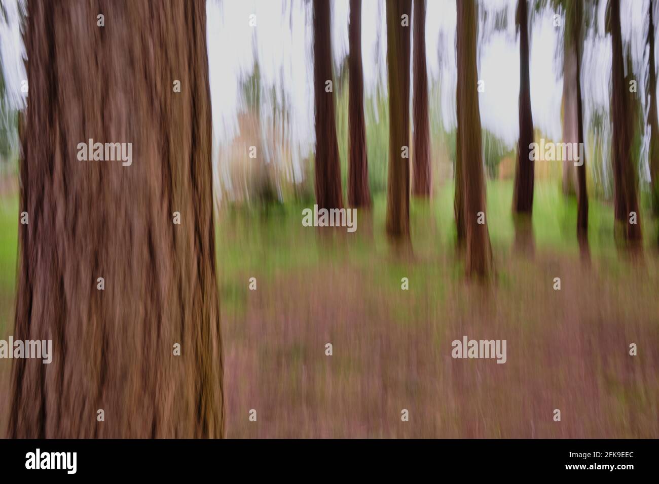 L'ICM verticale (movimento intenzionale della telecamera) crea forme morbide di alberi e un terreno forestale da sogno, astratto. Foto Stock