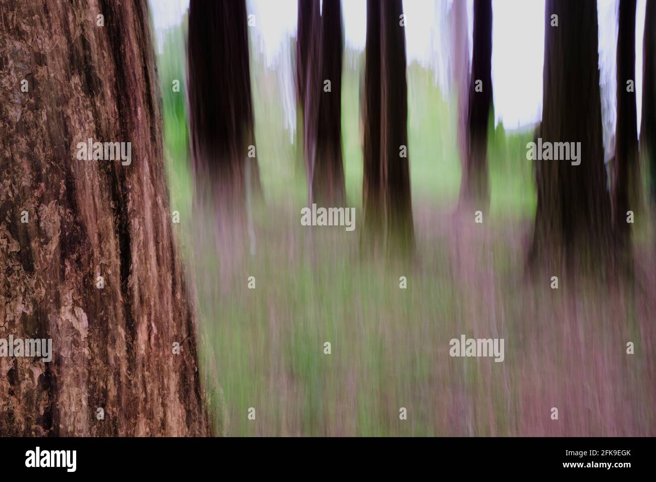 Contrasto del tronco di conifere dettagliato su uno sfondo di Una foresta mistica creata dalla combinazione di ICM (Movimento intenzionale della telecamera) e s Foto Stock